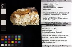 Foto (Objket + Etiketten) von Munidopsidae indet. 